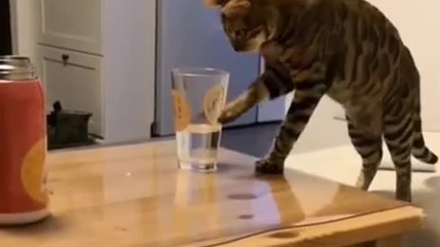 funny cute cats