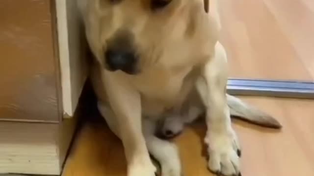 Funniest Pet Ever