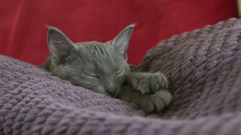 Sleeping kitten pan shot