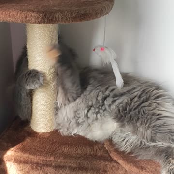 Cat Loves Her Tree So Much