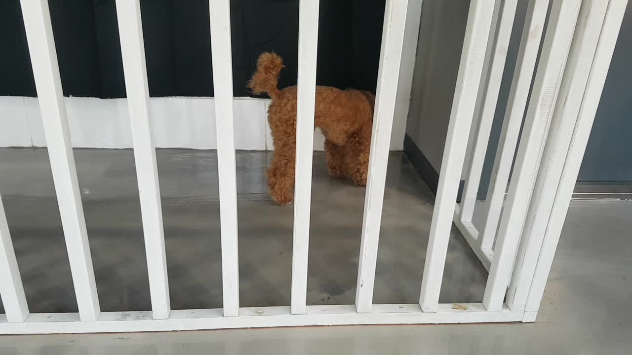 Slender puppy, easily passes through the fence