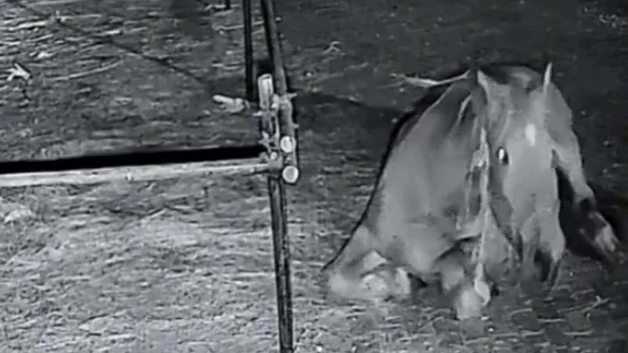 Ninja Horse #shorts #shortvideo#video #virals #videoviral