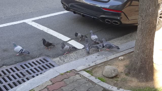 Pigeons on the roadside