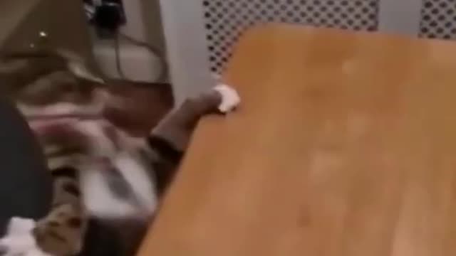 cute funny cat falls from the table