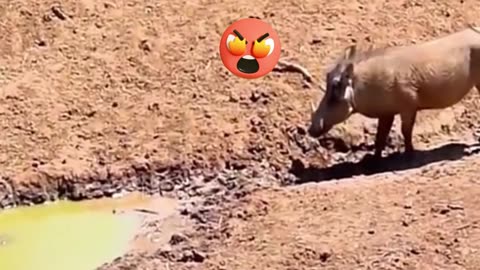 DEATH-DEFYING ESCAPE! Warthog Narrowly Avoids Crocodile in Moldy Waters