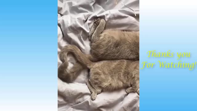 Random and cute Funny animals