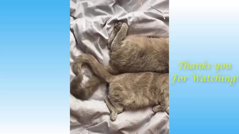 Random and cute Funny animals