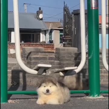 كلب صغير يتارجع انضر ماذا حصل