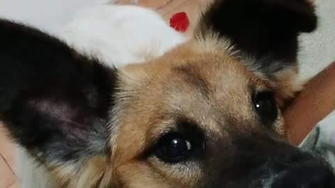 Zeus el tremendo