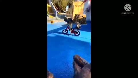 Animals videos monkey funny video