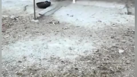Chicken vs dog fight _ video fuuny