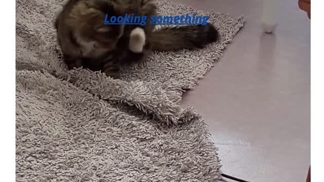 Funny cat searching something