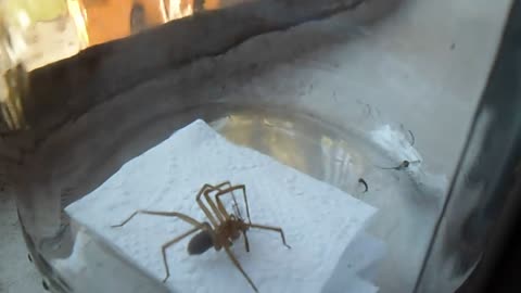 Feeding a spider / Feeding the brown spider