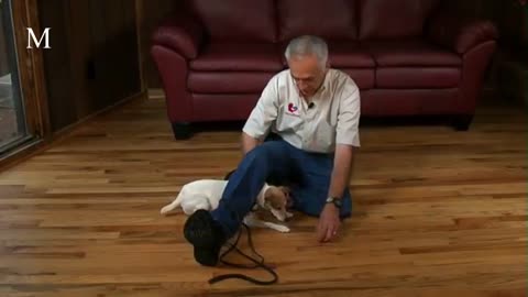 The Keys to a Fantastic Dog! Promo Video for Gentle Dog Training.com