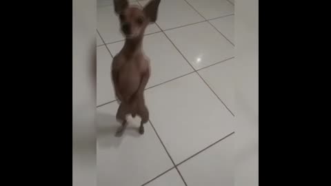 dancing dog