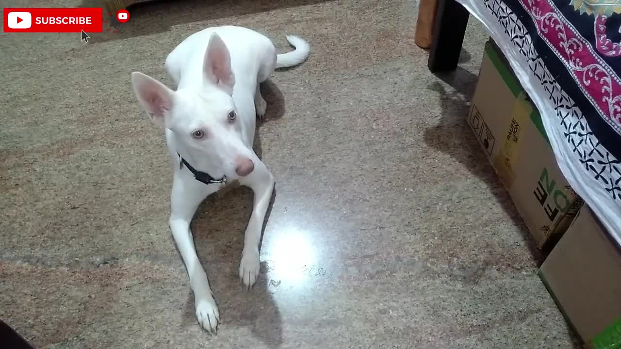 Alia Eating Pedigree Dentastix - #rajapalyam #dogbreed #dogtreats #pedigree #dogeating