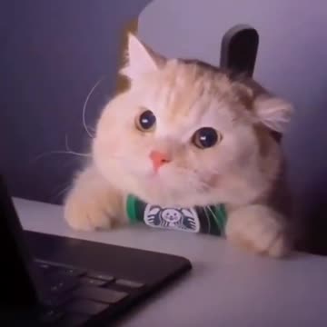 Best Cat Status, Cute Cat Shorts, WhatsApp Status, Cute Cat Meows