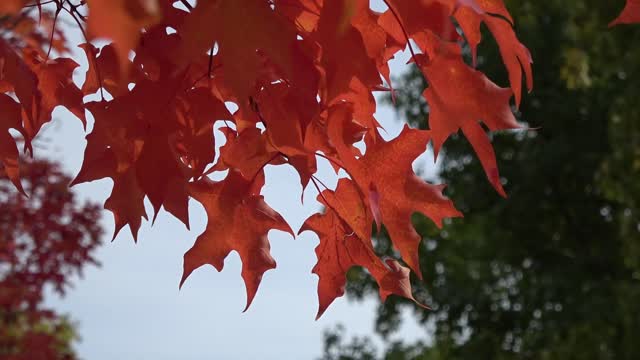 Red maple leaves