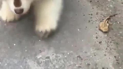 Baby Alaskan Malamute Puppies Running