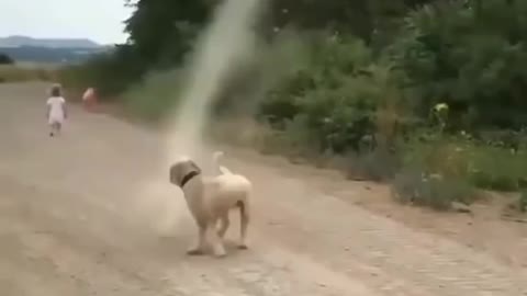 Dog Disrupts the formation of Storm.