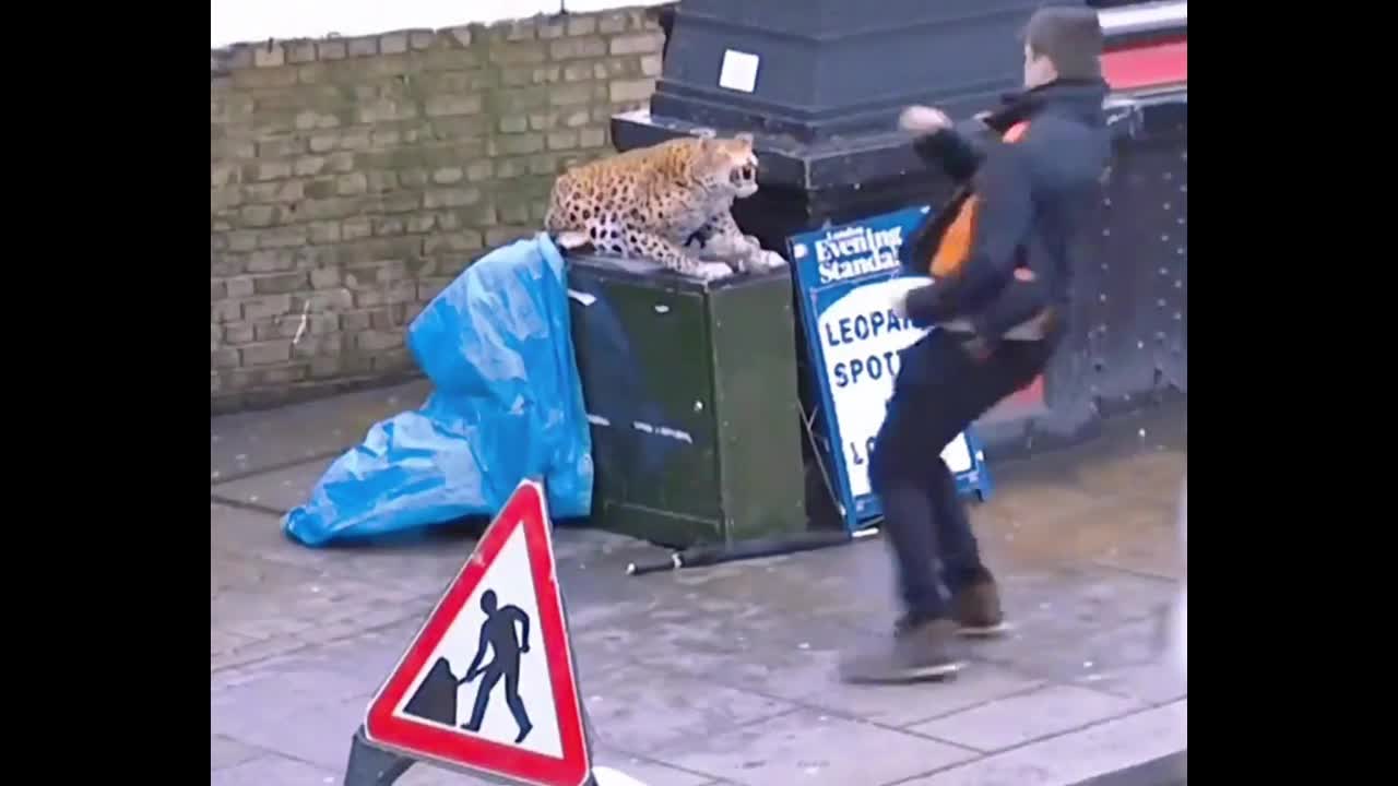 Get a fake lion to trick passersby