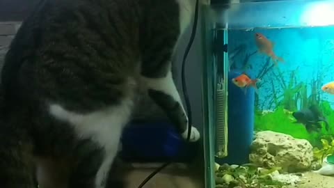 Cat drinking water in aquarium😁