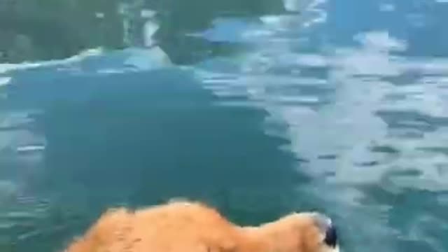 dog swims with incredible view #shorts