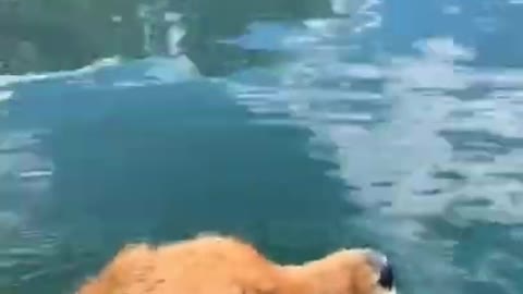 dog swims with incredible view #shorts