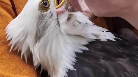 Eagle Saved From Flood