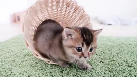 Please take a peek at the cute kitten's morning moments