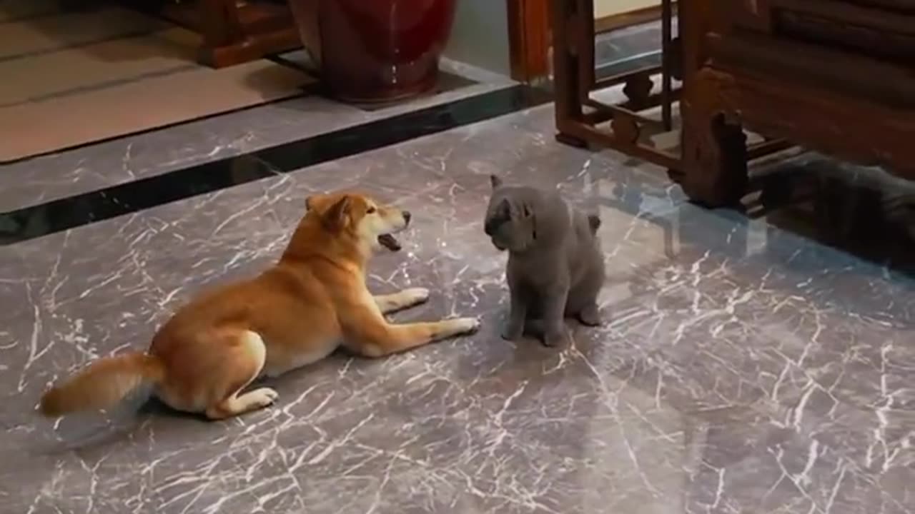 ninja dog