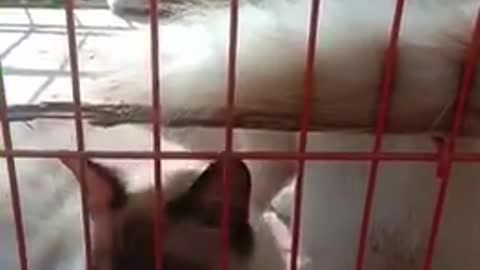 Funny and cute cats - enjoy fresh air in the morning