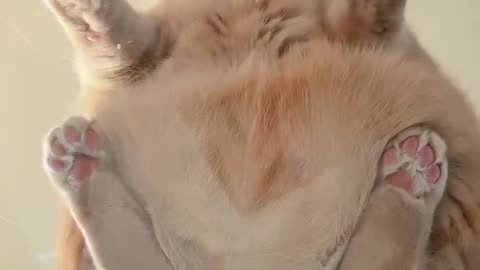 Cat view from below
