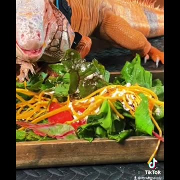 beautiful brazilian iguana lizard