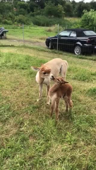 Alpaca love is just too sweet to miss