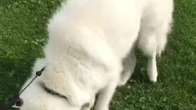 White dog on black leash rolls around on grass