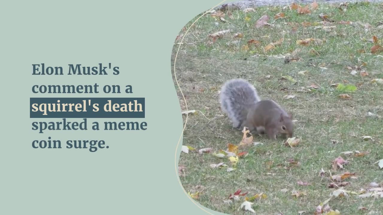 Elon Musk Post About ‘Executed’ Squirrel Drives Meme Coin PNUT to $130 Million Market Cap