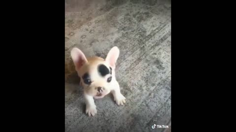 A puppy for food is ready to do anything!