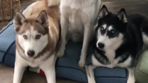 Funny Dog Videos Part 49