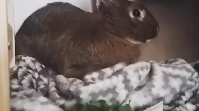 Black bunny on top of blanket smelling lettuce