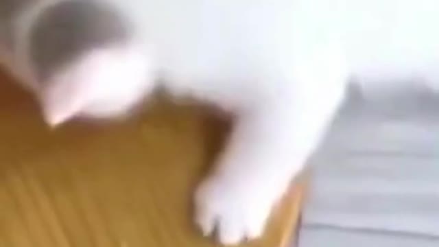 😸♥️🐙WATCH THE CAT AT THE END DO KARATE!😲😲🪱#Shorts