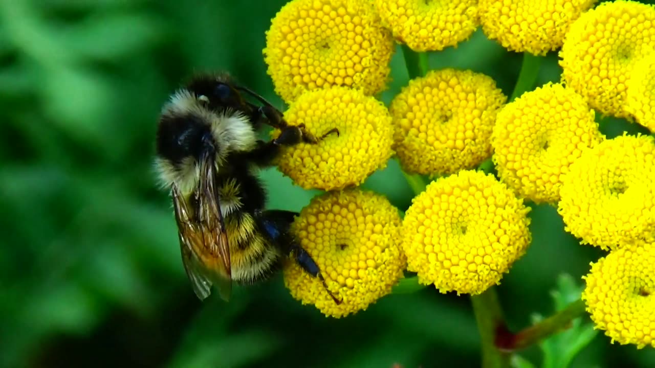 Pollination