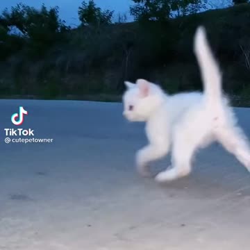 Dancing cats video