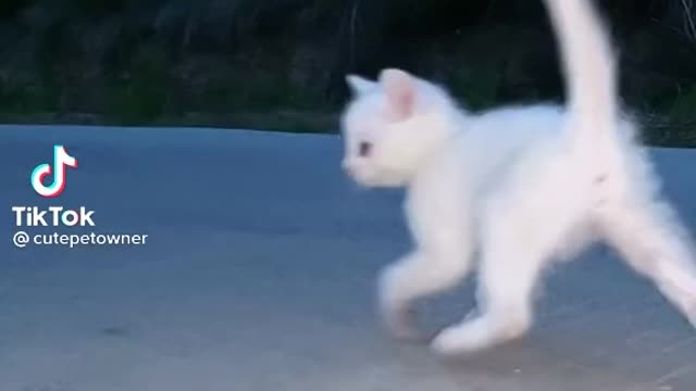 Dancing cats video