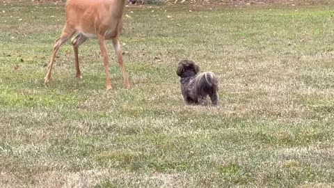 Dog Makes Backyard Friend