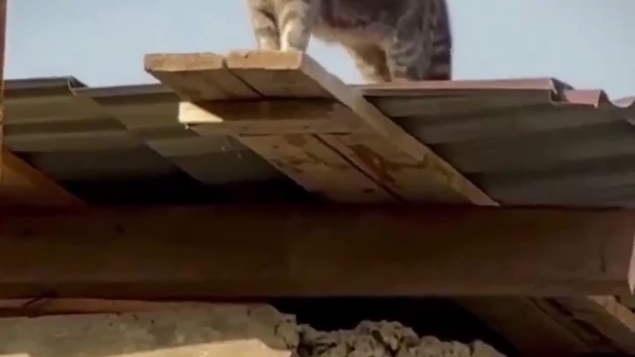 Cat Trying Help Each Other and Then ....