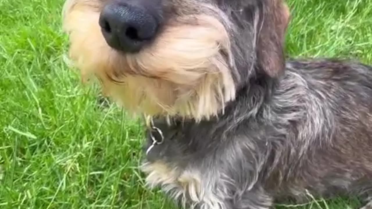 STAN THE HOT DAWG #1