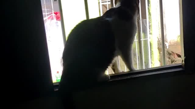 Gato gato curioso