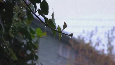 Rain Background Video