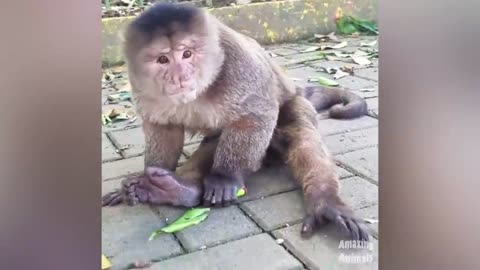 Funny monkey video